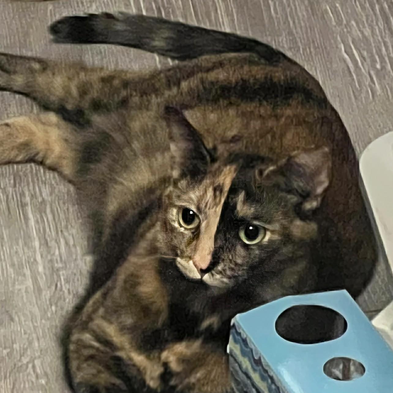 Enlarge Miley, a Adoptable Tortoiseshell in Fairborn, OH image 6/6