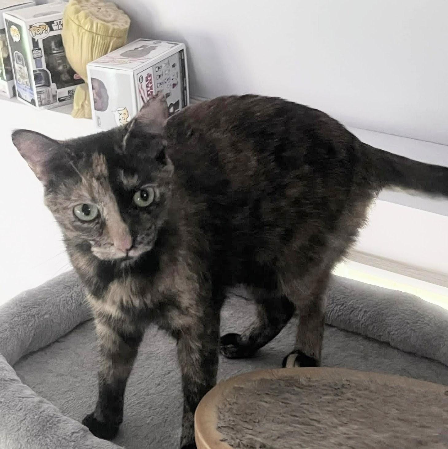 Enlarge Miley, a Adoptable Tortoiseshell in Fairborn, OH image 2/6