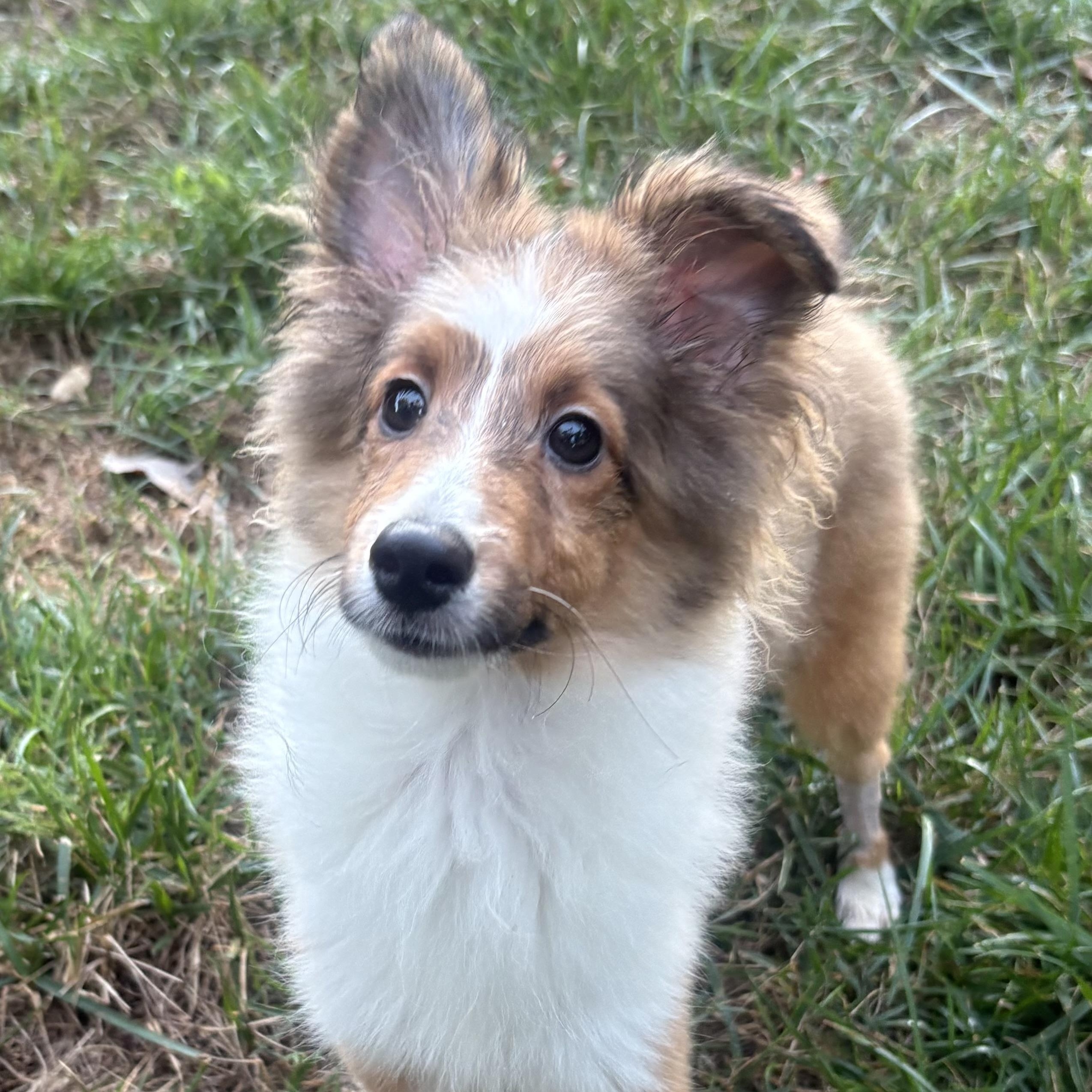 Jamie, Adoptable, Puppy Male Shetland Sheepdog / Sheltie.
