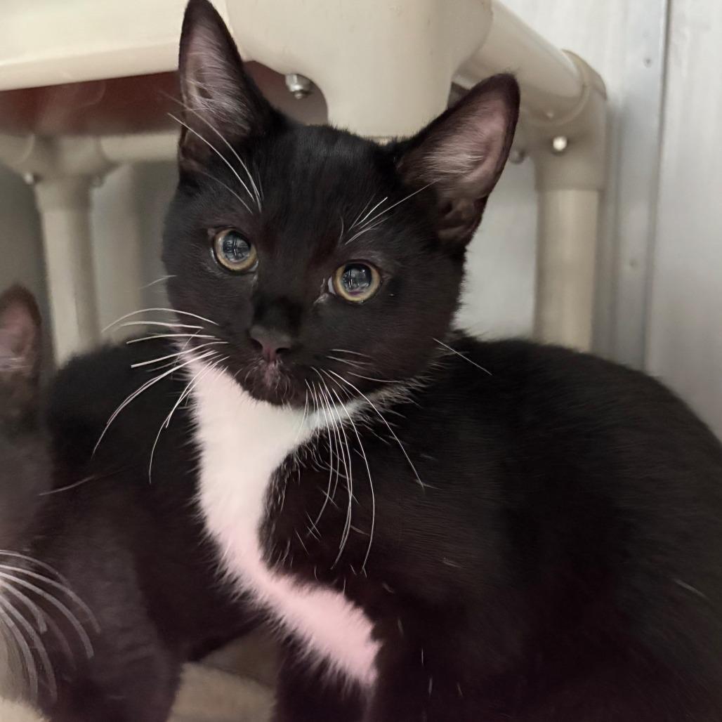 Soap, Adoptable, Kitten Male Domestic Short Hair.