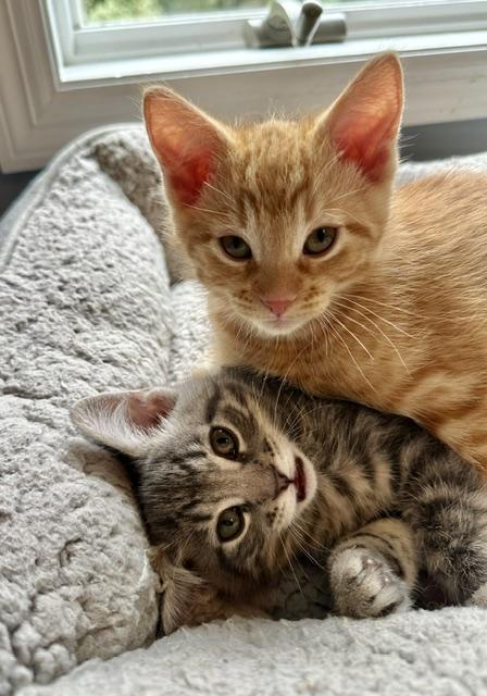 Enlarge Sunny, an adopted Domestic Short Hair in Blaine, MN image 3/6