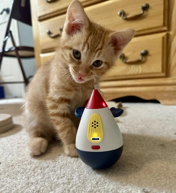 Enlarge Sunny, an adopted Domestic Short Hair in Blaine, MN image 5/6