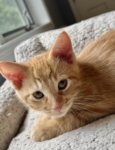 Sunny, adopted, Kitten Male Domestic Short Hair.