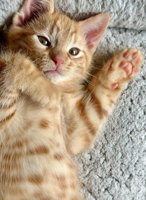 Enlarge Sunny, an adopted Domestic Short Hair in Blaine, MN image 2/6