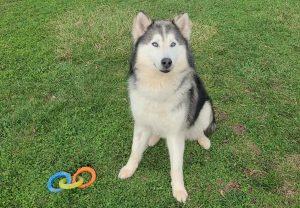 Enlarge Odie, a ADOPTABLE Siberian Husky in Elizabeth, IL image 1/1