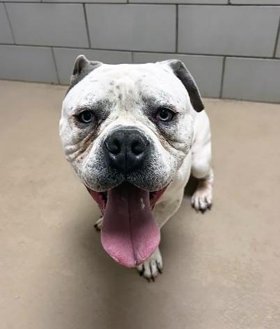 Obi, a ADOPTABLE mixed breed in Nashville, TN image 2/2