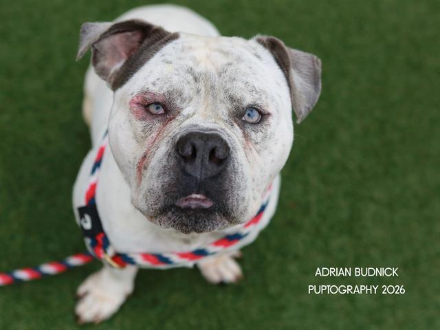 Obi, a ADOPTABLE mixed breed in Nashville, TN image 1/2