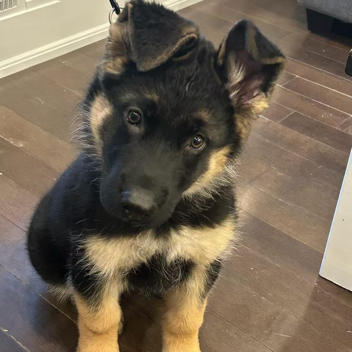 Gunner, a Adoptable mixed breed in Markham, ON image 2/6