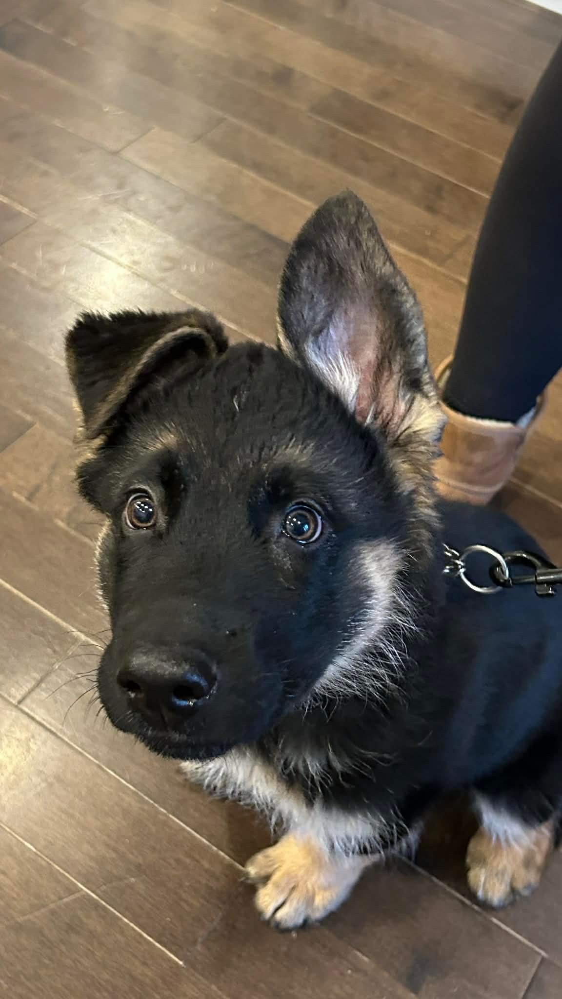 Gunner, a Adoptable mixed breed in Markham, ON image 3/6