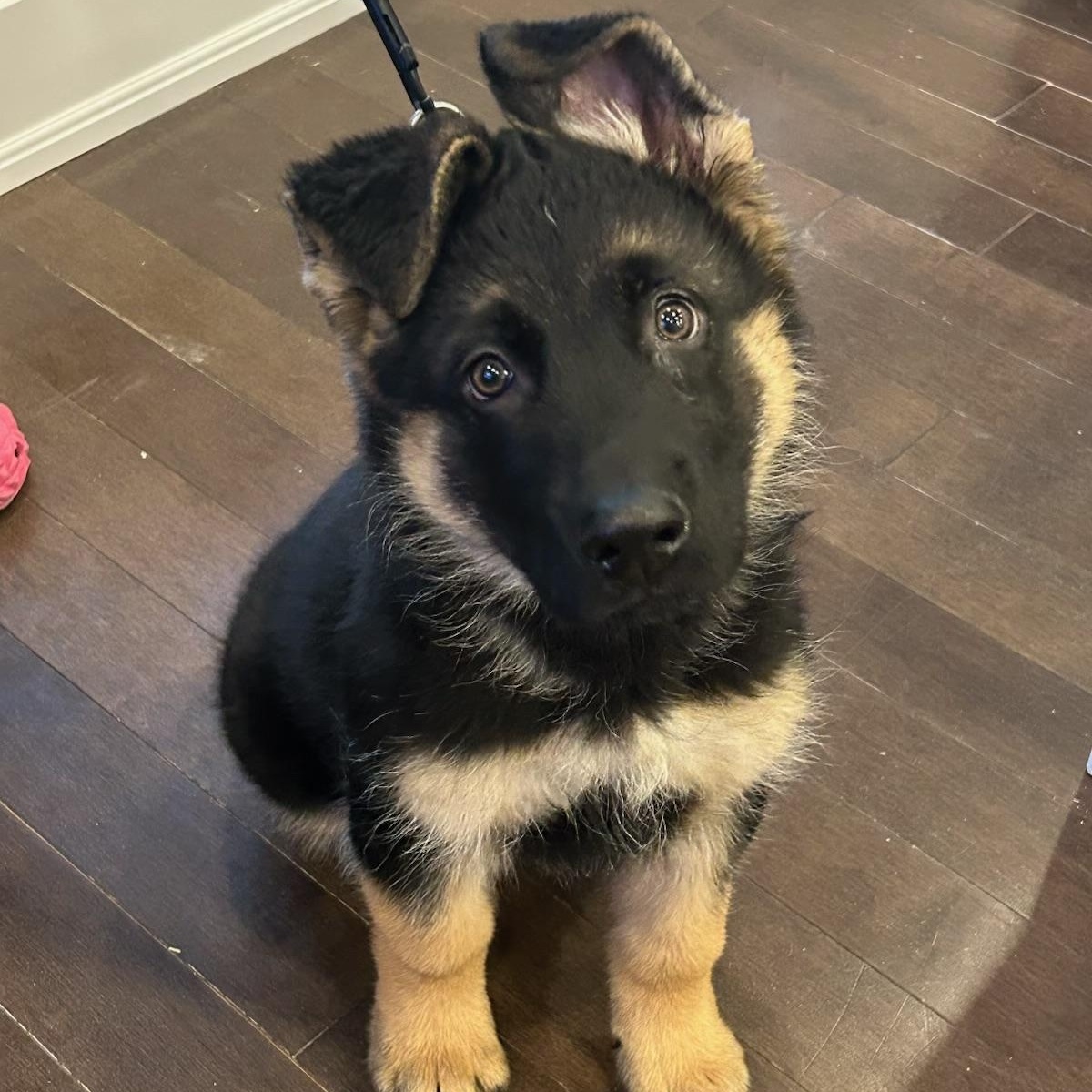 Gunner, a Adoptable mixed breed in Markham, ON image 4/6