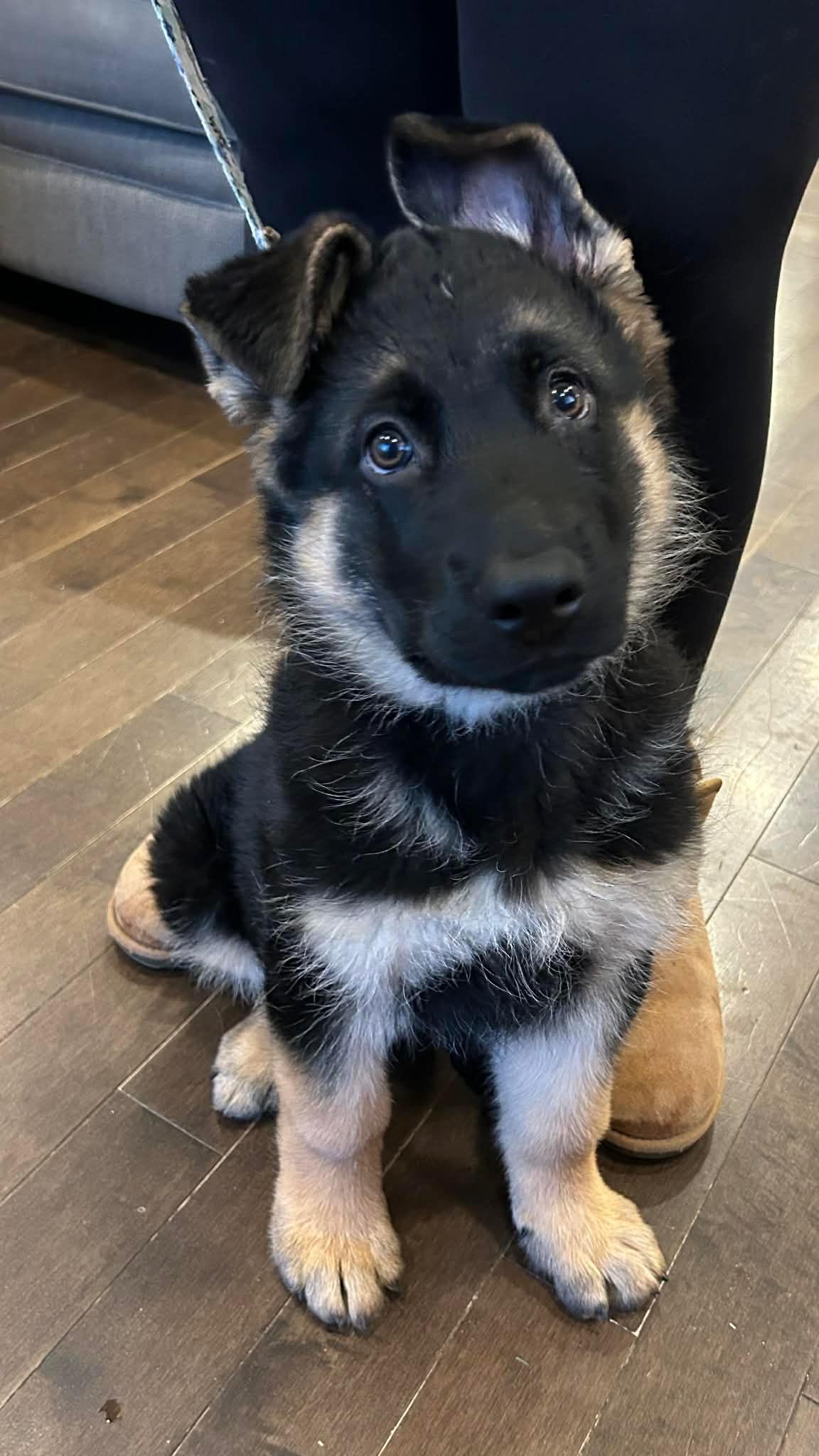 Gunner, a Adoptable mixed breed in Markham, ON image 5/6