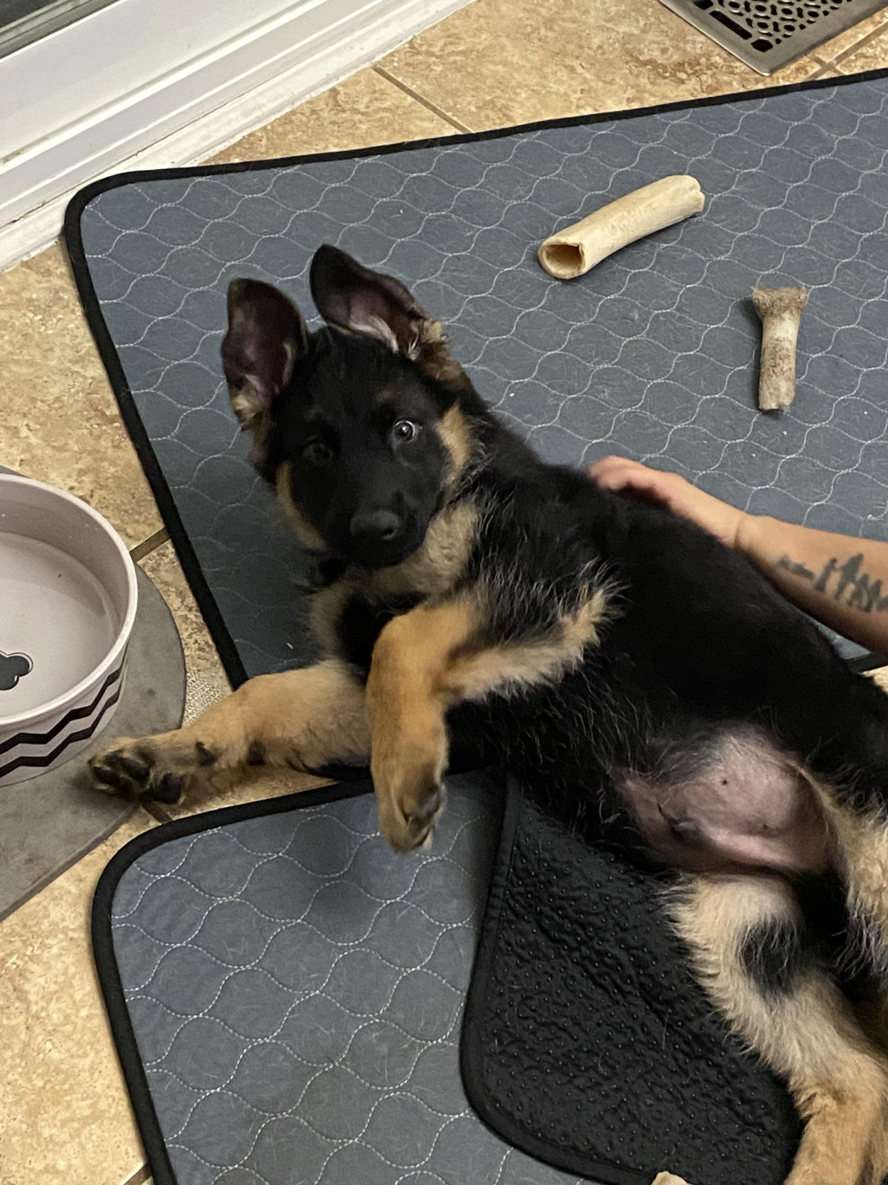 Gunner, a Adoptable mixed breed in Markham, ON image 6/6