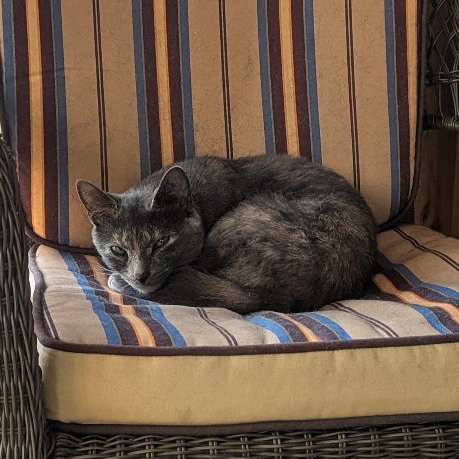 Enlarge Gertrude, a Adoptable Domestic Short Hair in East Amherst, NY image 4/4