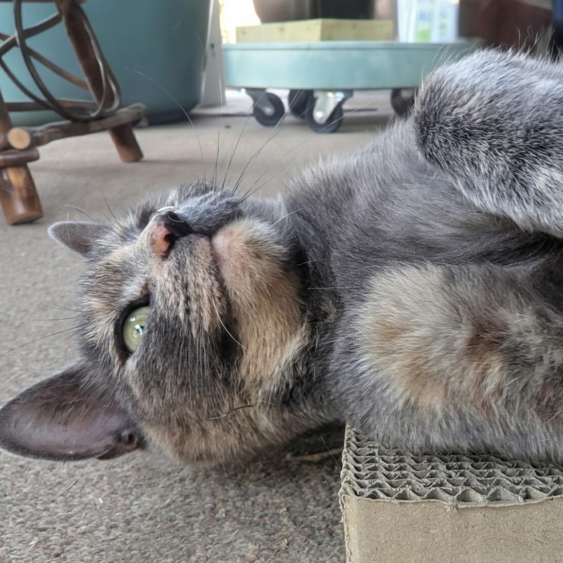 Gertrude, Adoptable, Young Female Domestic Short Hair.