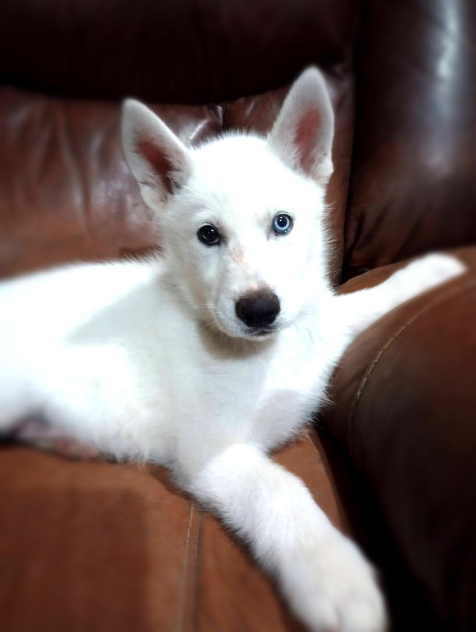 Enlarge Dublin, a ADOPTABLE Siberian Husky in Baker, LA image 2/2