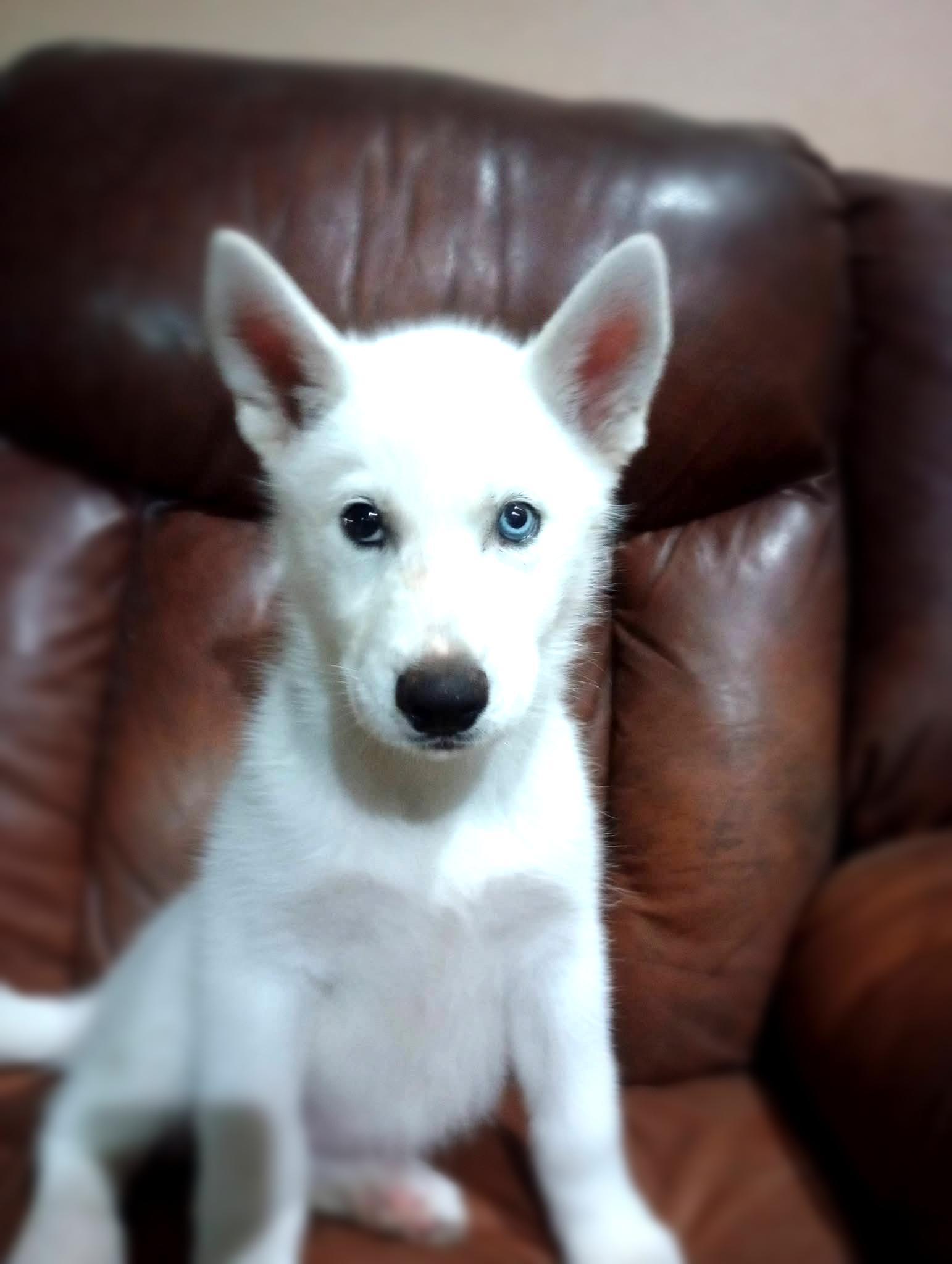 Dublin, ADOPTABLE, Young Female Siberian Husky.