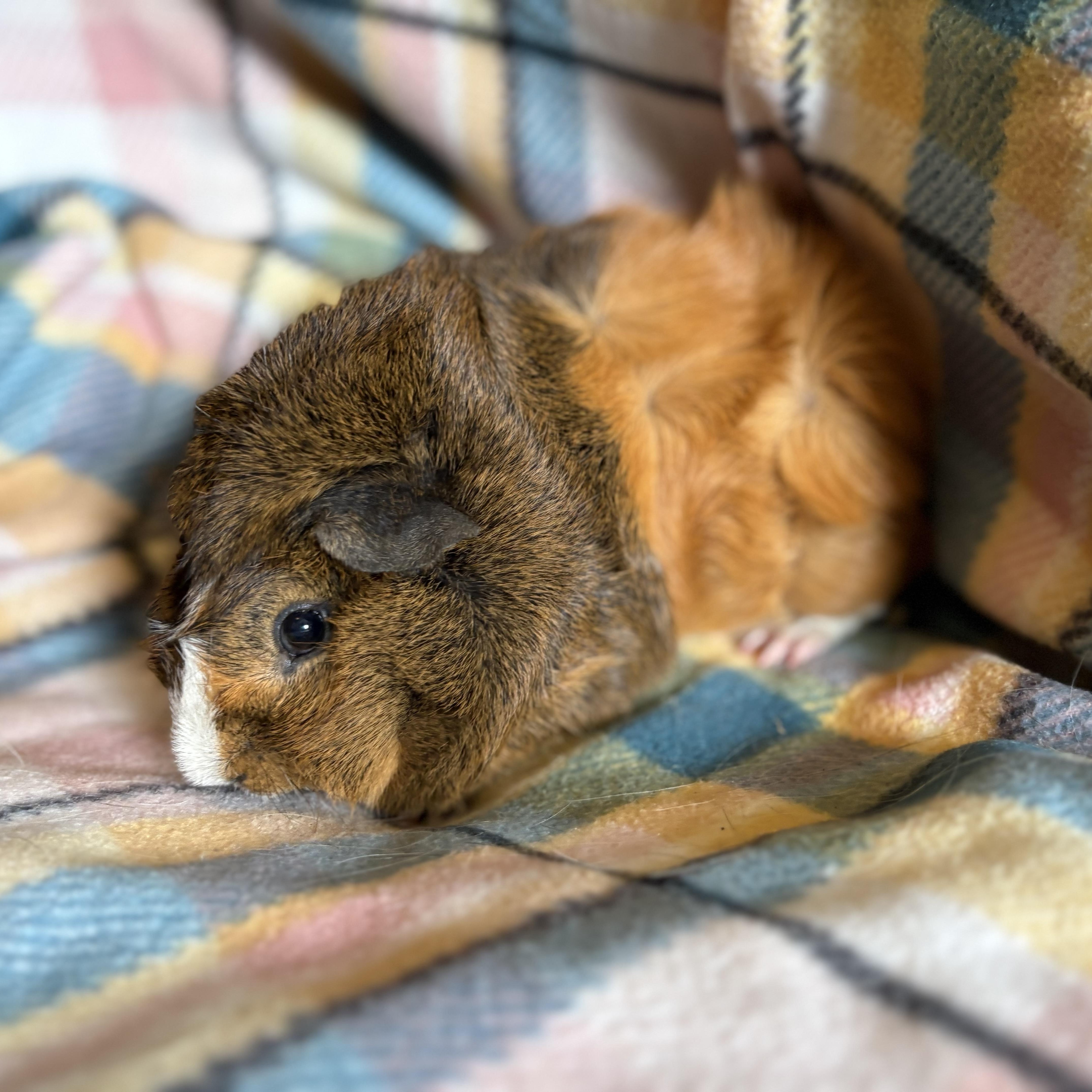 Eric, a ADOPTABLE Abyssinian in Olympia, WA image 4/6
