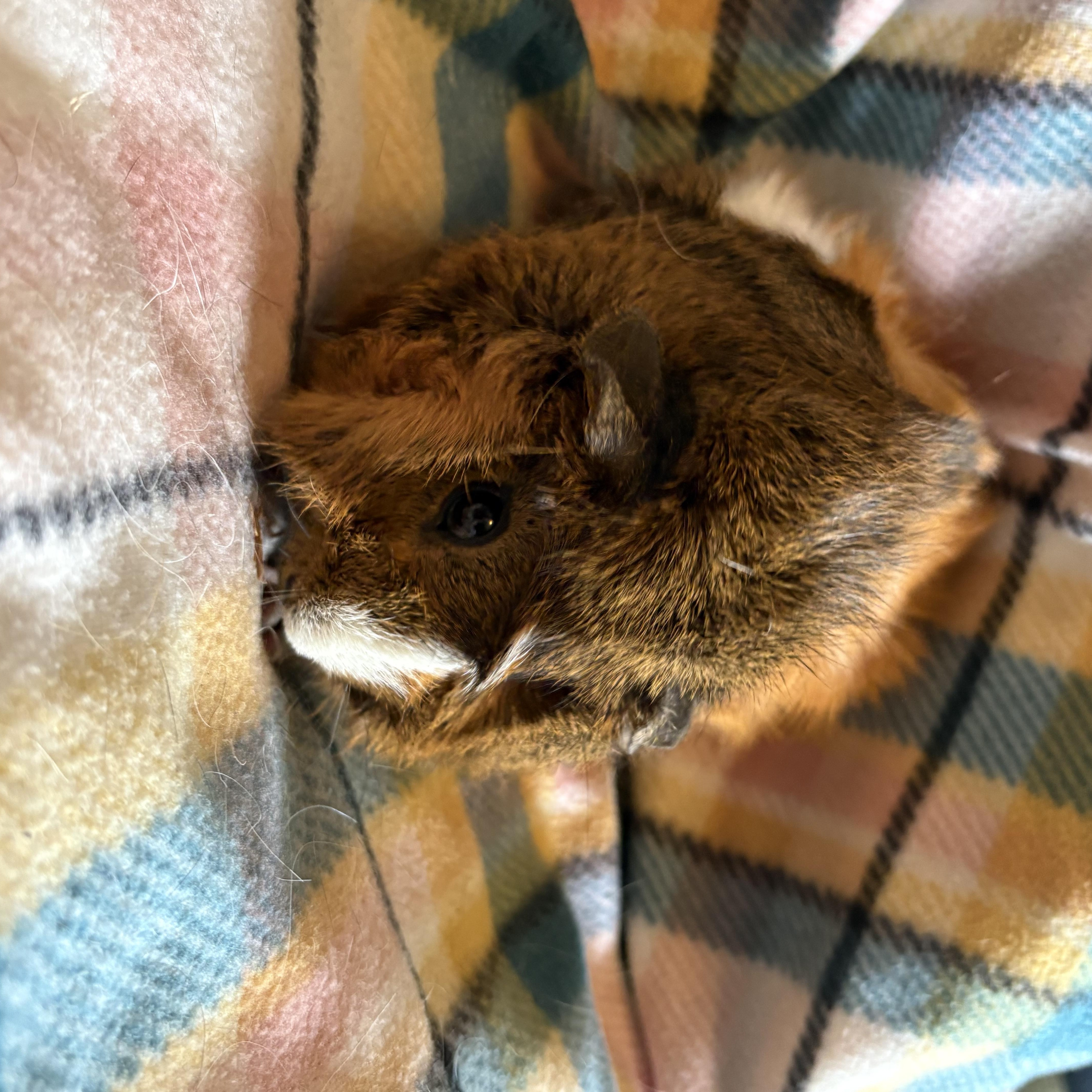 Eric, a ADOPTABLE Abyssinian in Olympia, WA image 6/6