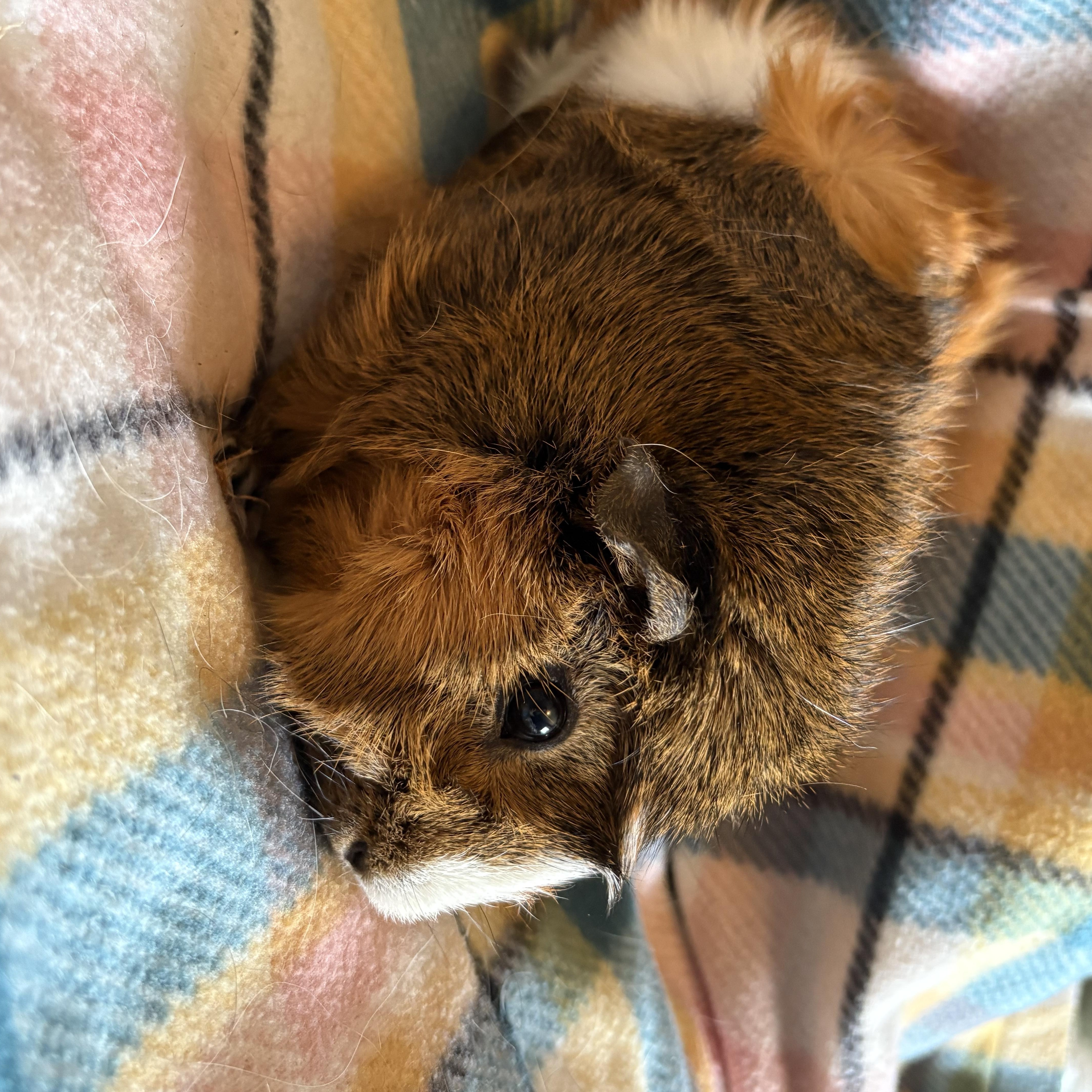 Eric, a ADOPTABLE Abyssinian in Olympia, WA image 3/6