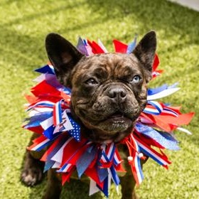 Nala, adopted, Adult Female French Bulldog.