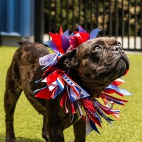 Nala, an adopted French Bulldog in Santa Cruz, CA image 2/6