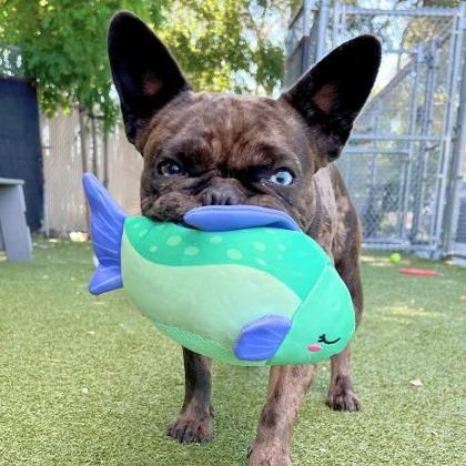 Nala, an adopted French Bulldog in Santa Cruz, CA image 6/6