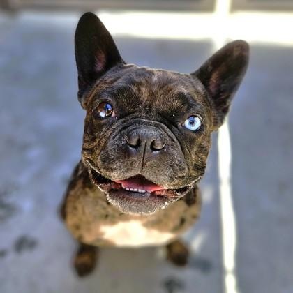 Nala, an adopted French Bulldog in Santa Cruz, CA image 3/6
