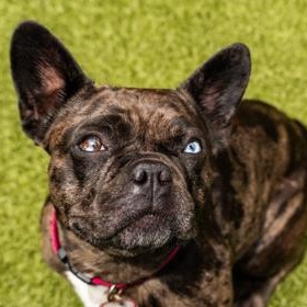 Nala, an adopted French Bulldog in Santa Cruz, CA image 5/6