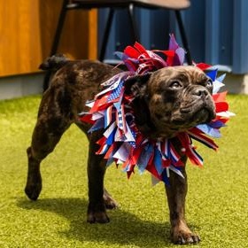 Nala, an adopted French Bulldog in Santa Cruz, CA image 4/6