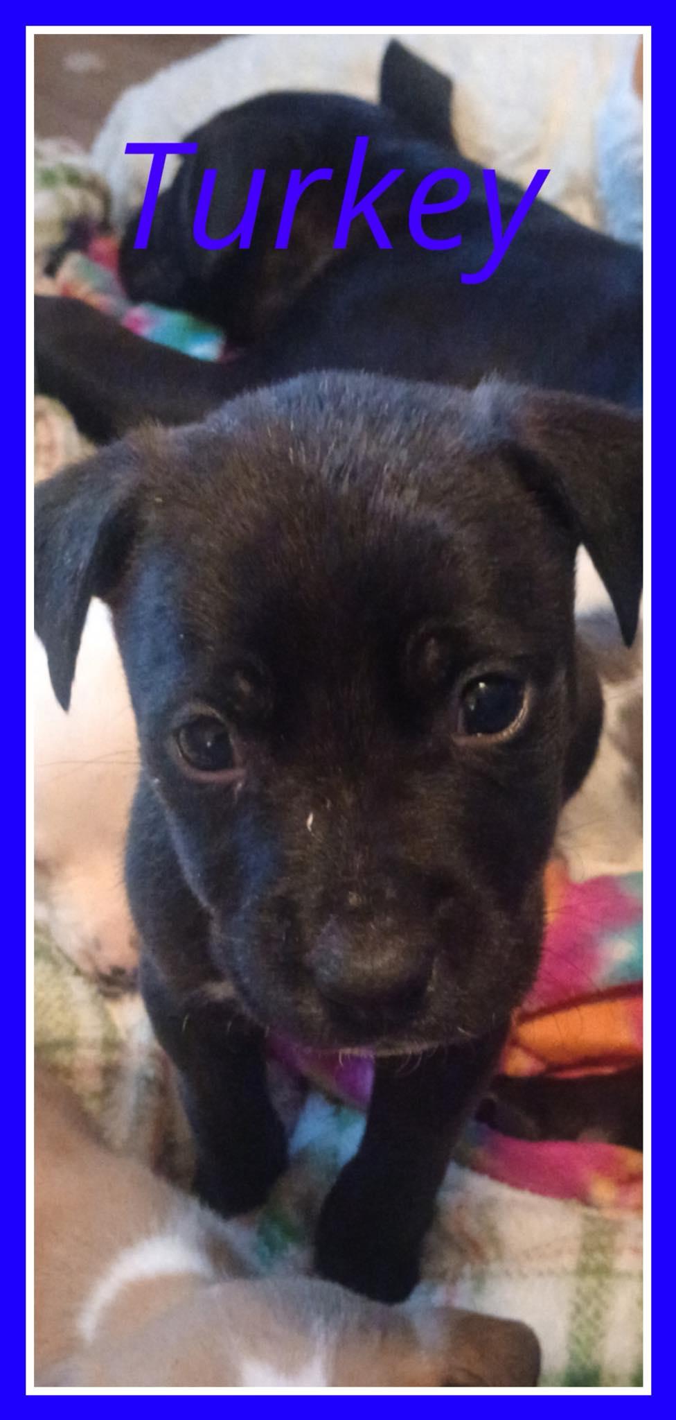 Turkey, Adoptable, Puppy Female Australian Shepherd & American Staffordshire Terrier.