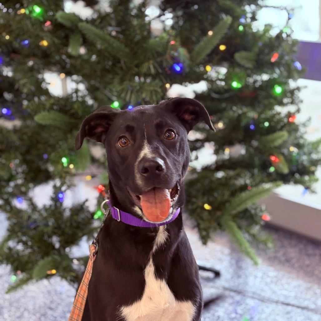 Enlarge Jake , an adopted Mixed Breed in Fenton, MI image 5/6