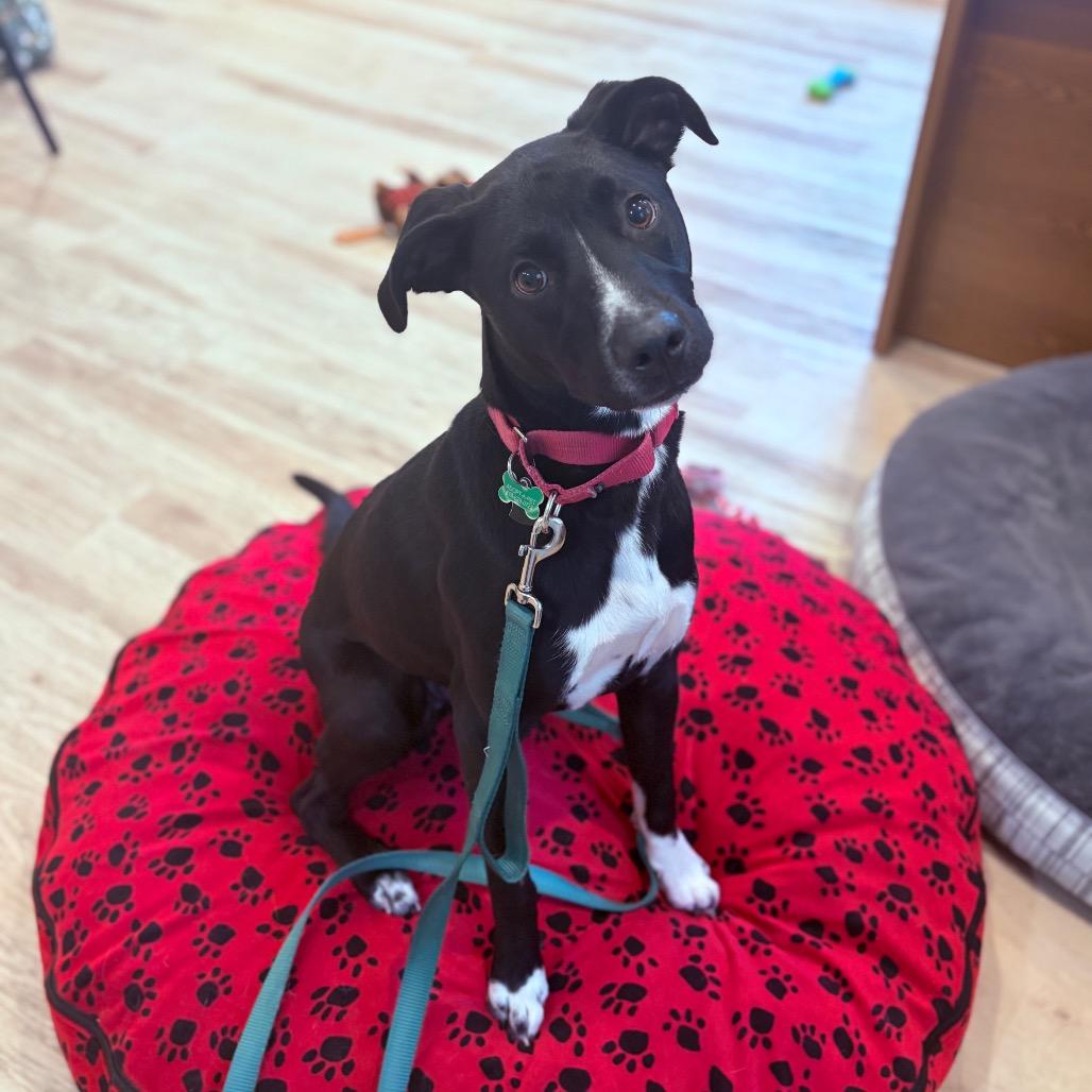 Jake , a ADOPTABLE Mixed Breed in Fenton, MI image 1/5