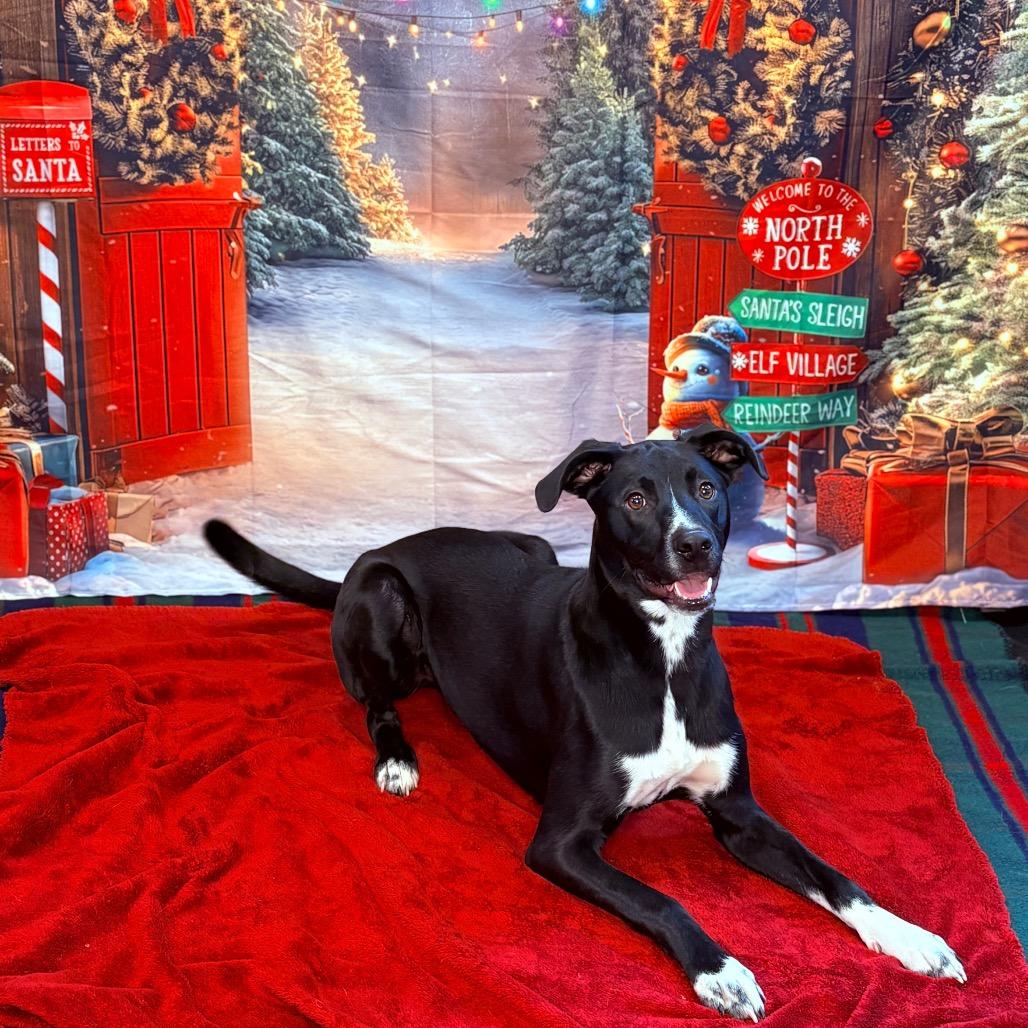 Enlarge Jake , an adopted Mixed Breed in Fenton, MI image 4/6