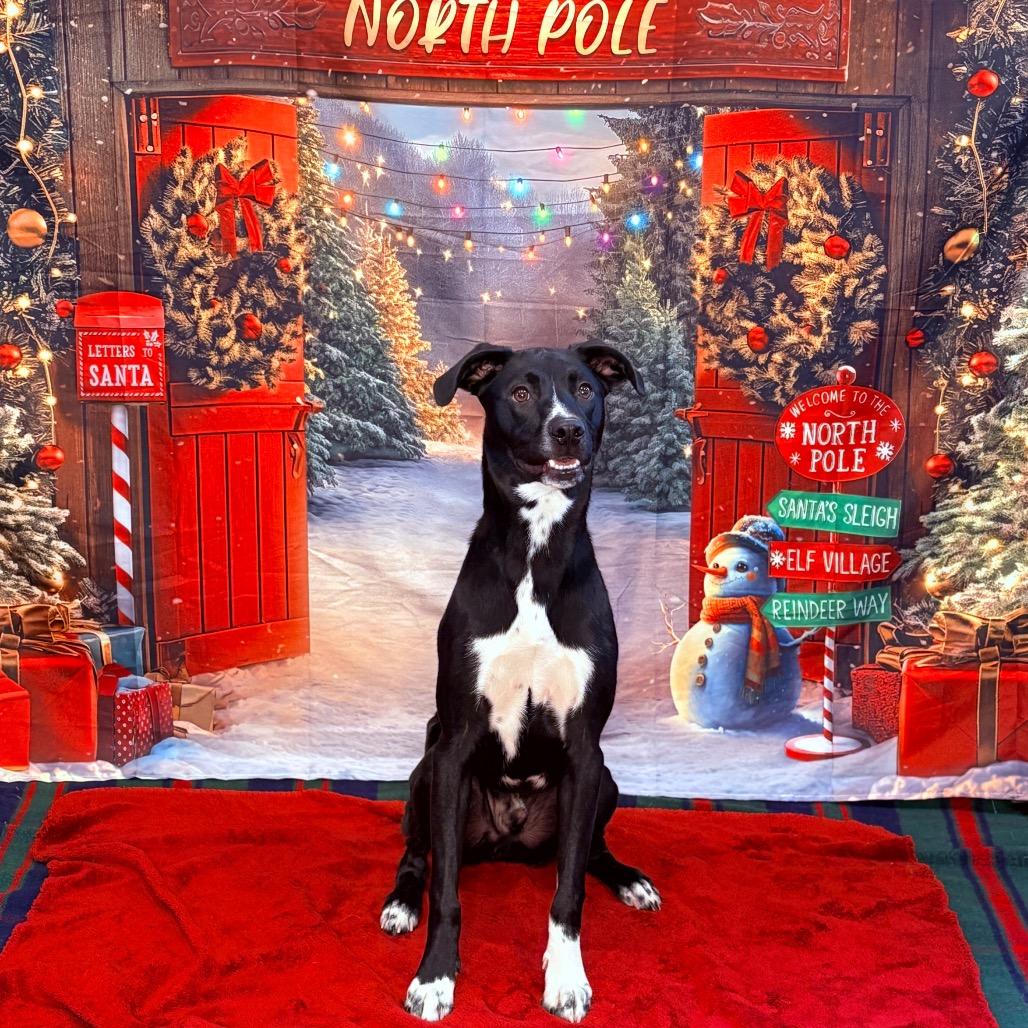 Enlarge Jake , an adopted Mixed Breed in Fenton, MI image 1/6