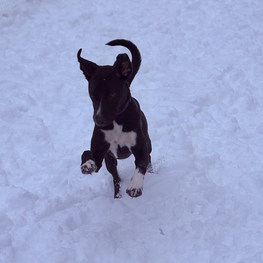 Jake , a ADOPTABLE Mixed Breed in Fenton, MI image 2/5