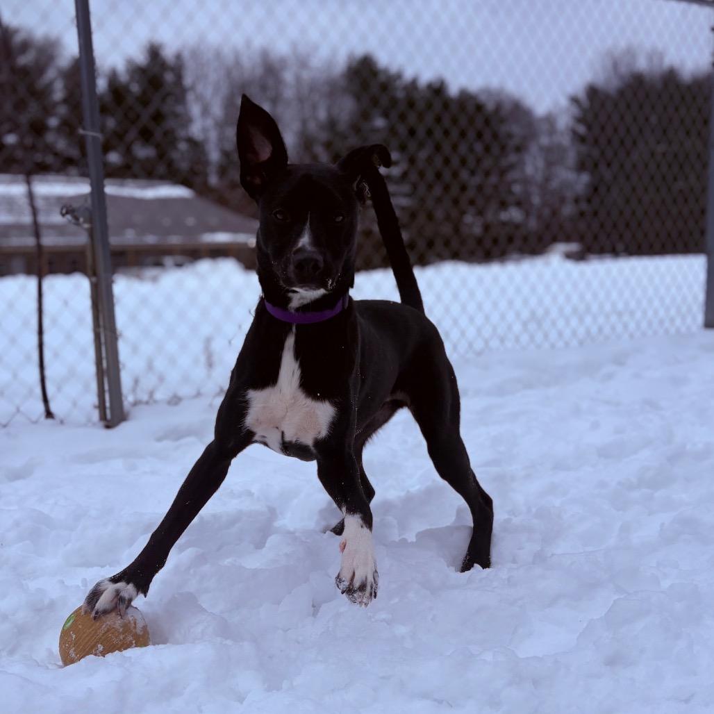 Jake , a ADOPTABLE Mixed Breed in Fenton, MI image 3/5