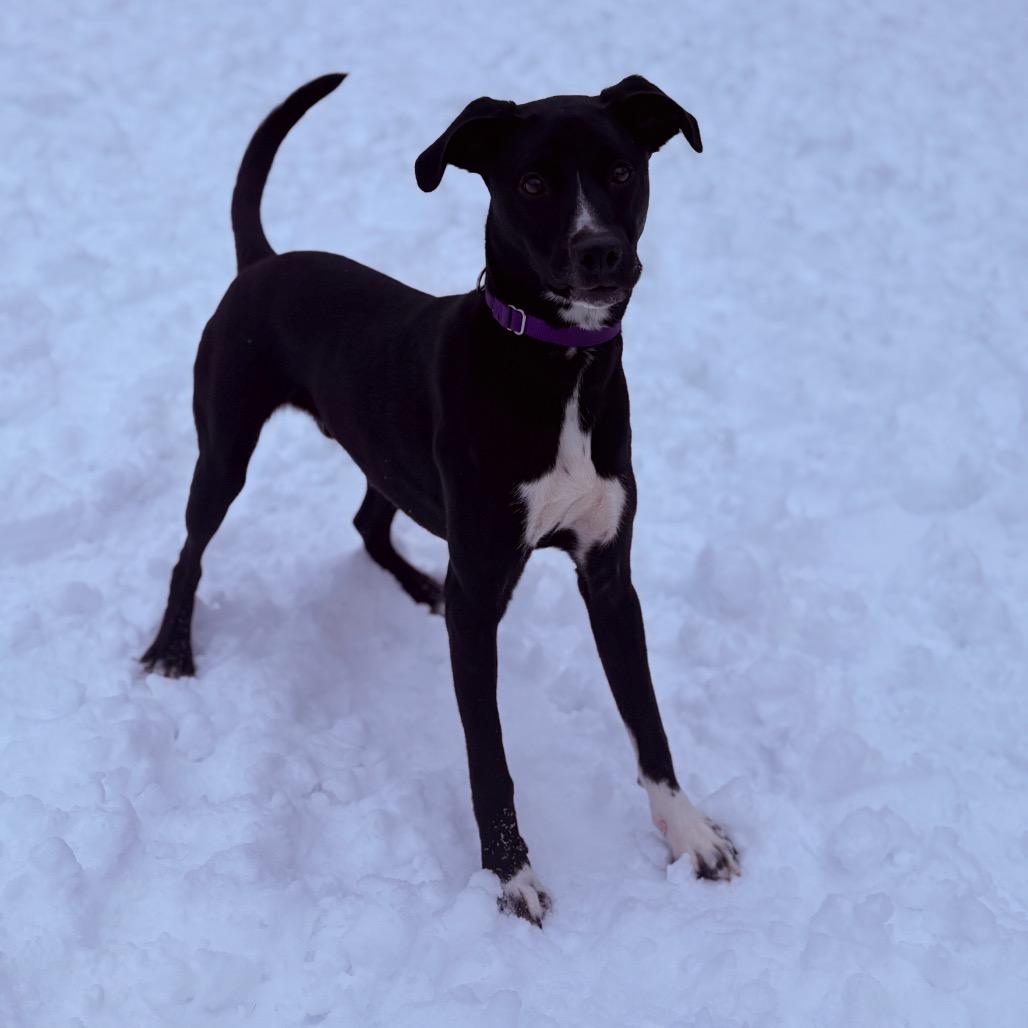 Jake , a ADOPTABLE Mixed Breed in Fenton, MI image 4/5