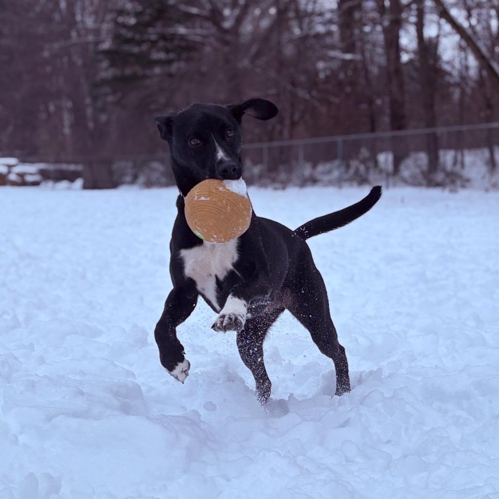Jake , a ADOPTABLE Mixed Breed in Fenton, MI image 5/5