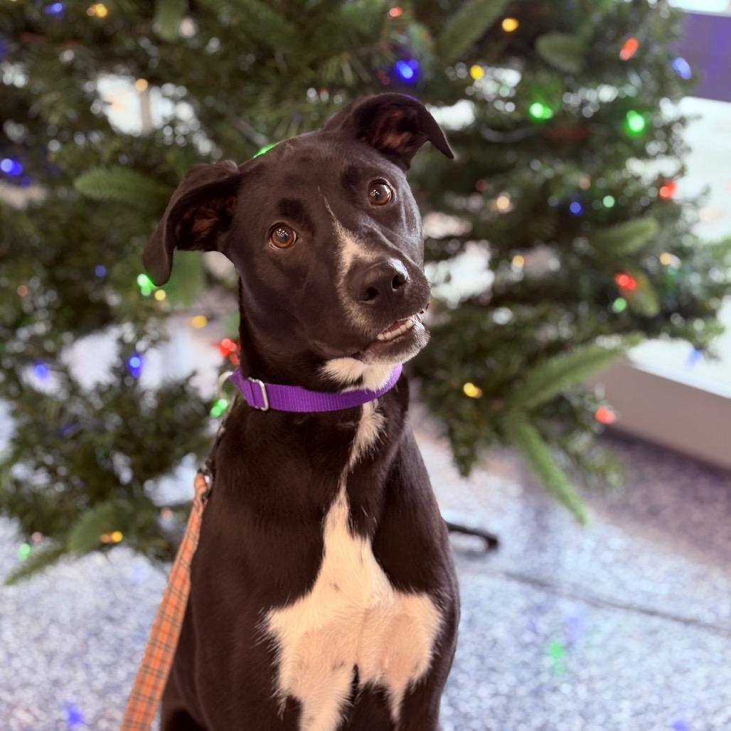 Enlarge Jake , an adopted Mixed Breed in Fenton, MI image 3/6