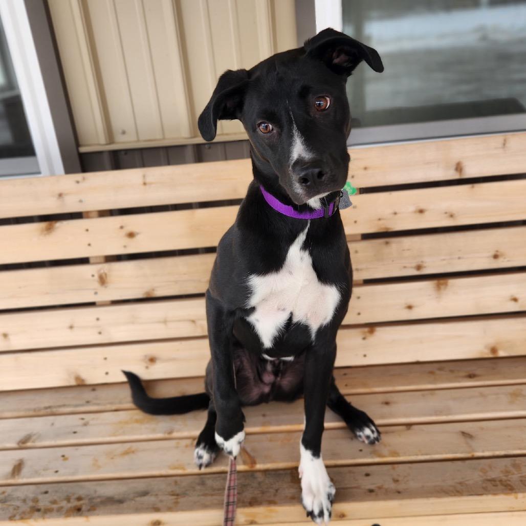 Enlarge Jake , an adopted Mixed Breed in Fenton, MI image 6/6