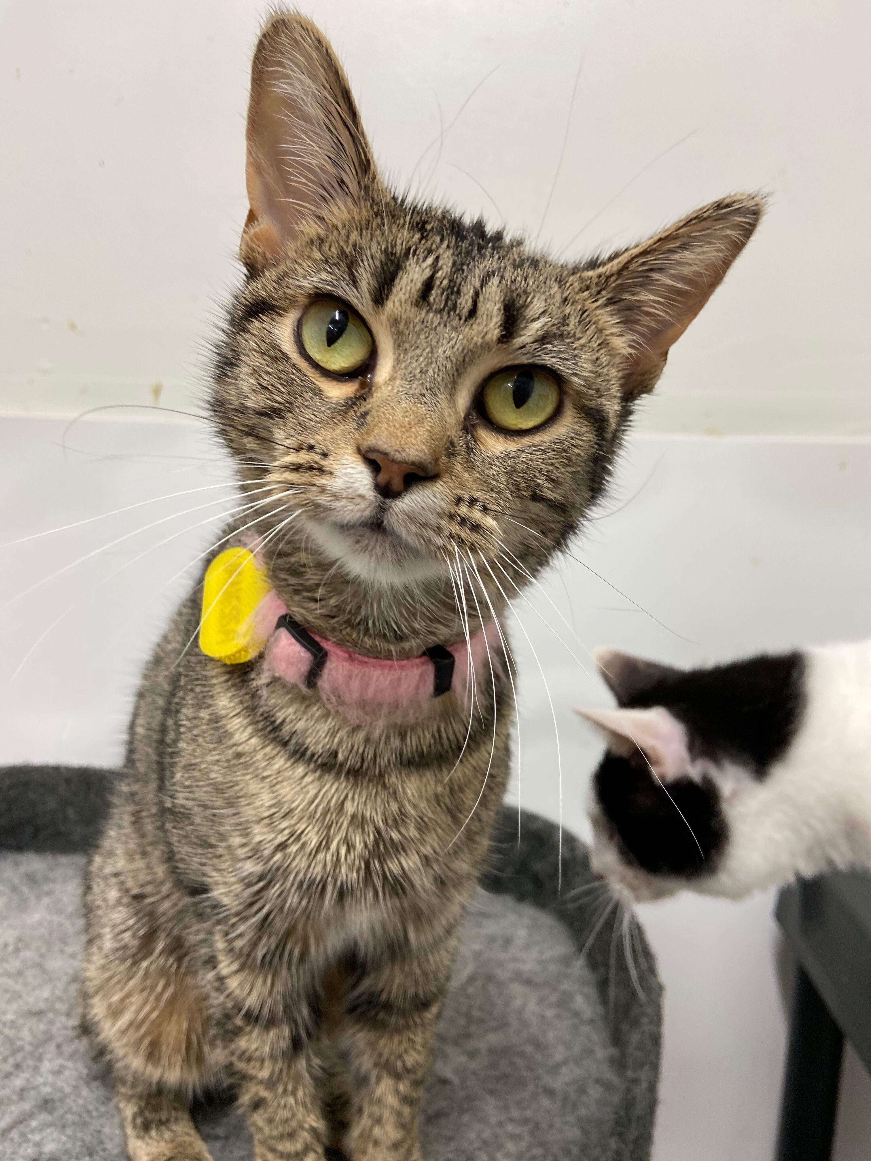 Enlarge Vanessa, a Adoptable Tabby in Peru, IN image 1/4