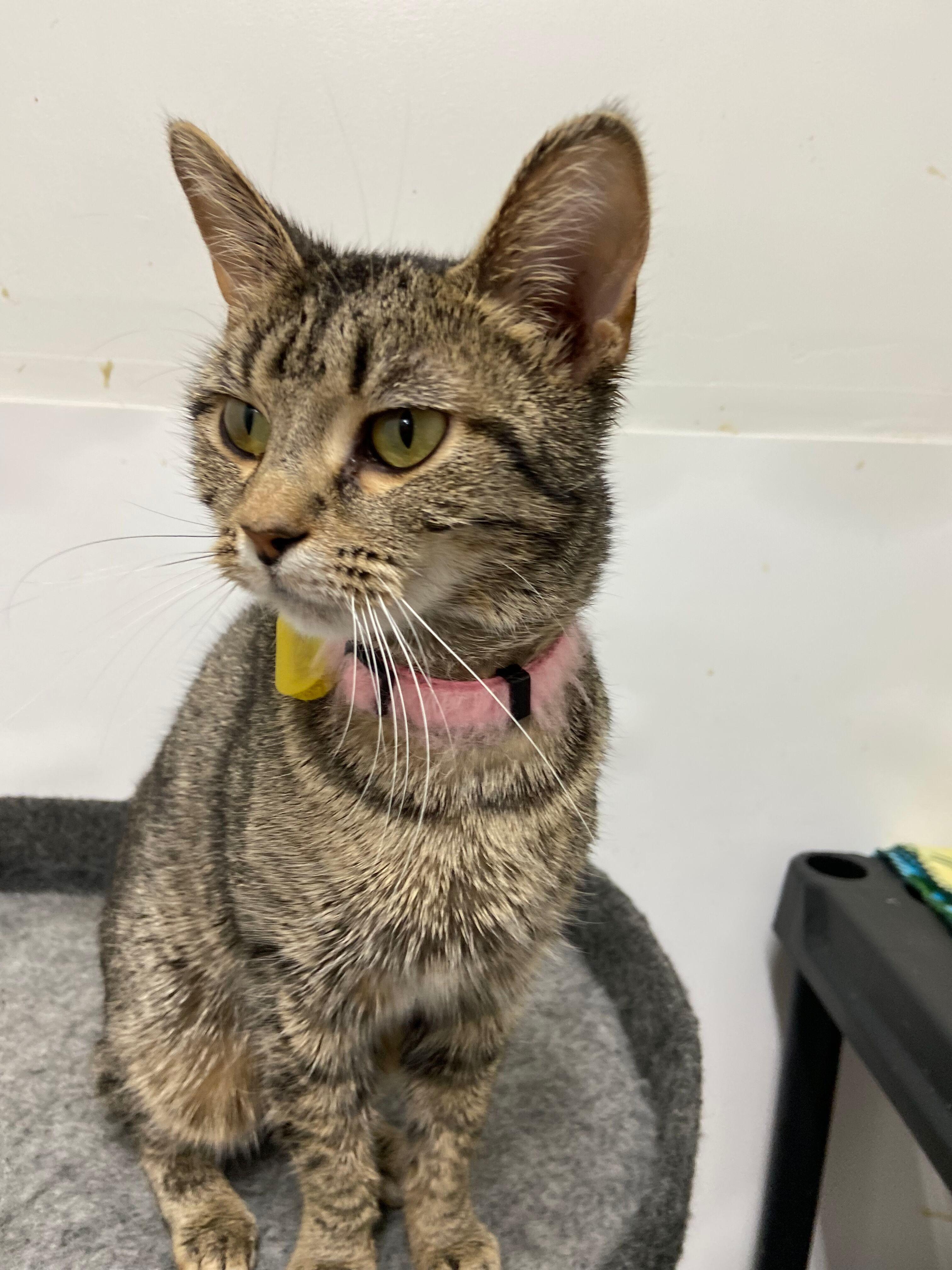 Enlarge Vanessa, a Adoptable Tabby in Peru, IN image 2/4