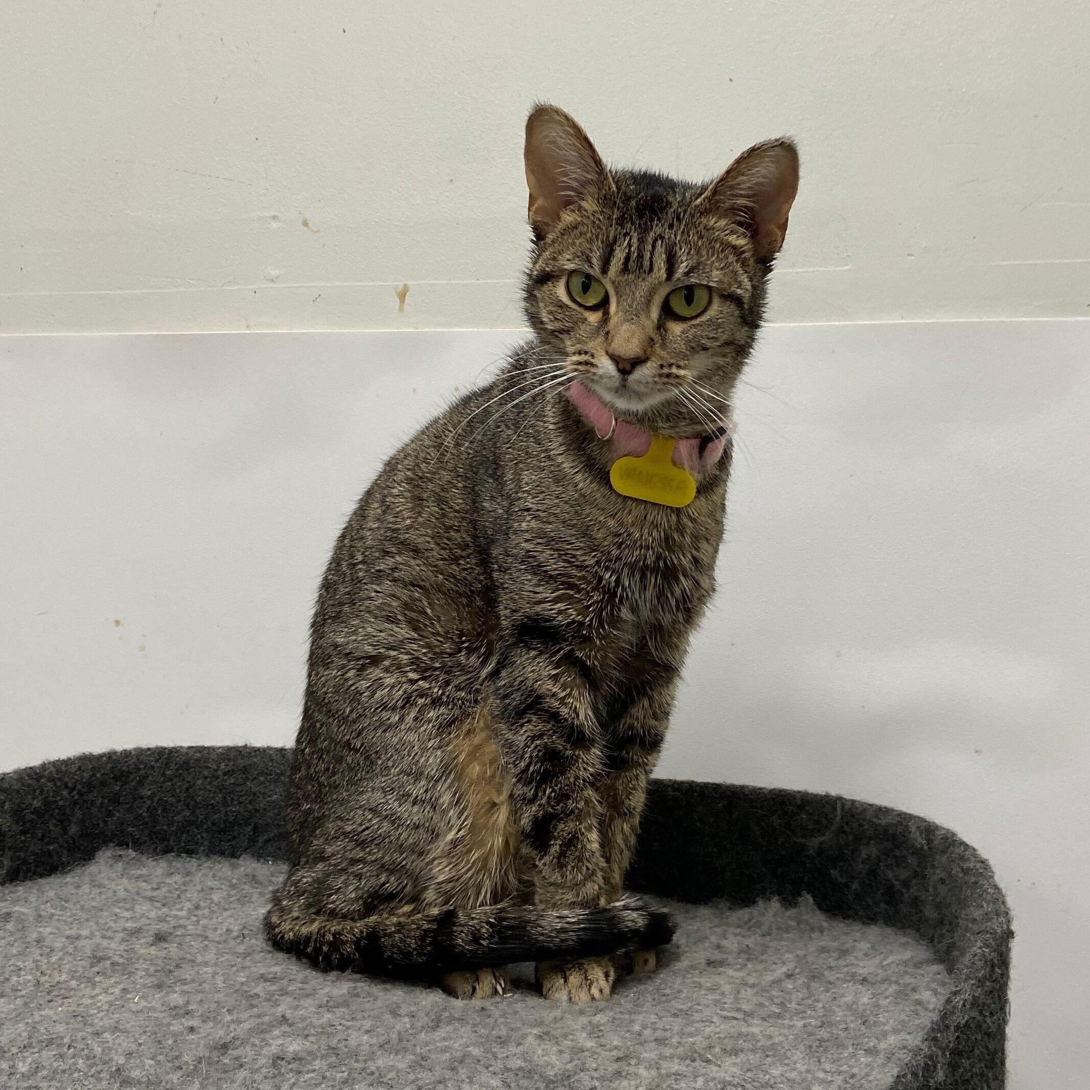 Enlarge Vanessa, a Adoptable Tabby in Peru, IN image 3/4