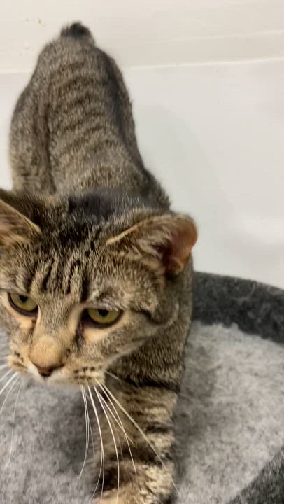 Enlarge Vanessa, a Adoptable Tabby in Peru, IN video 4/4