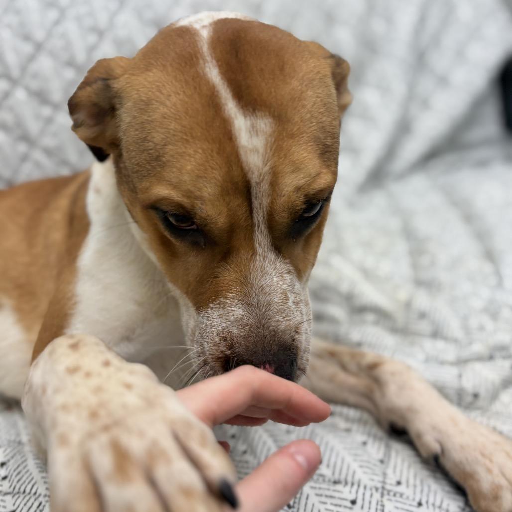 Enlarge Archie, a ADOPTABLE mixed breed in Monticello, IA image 2/6