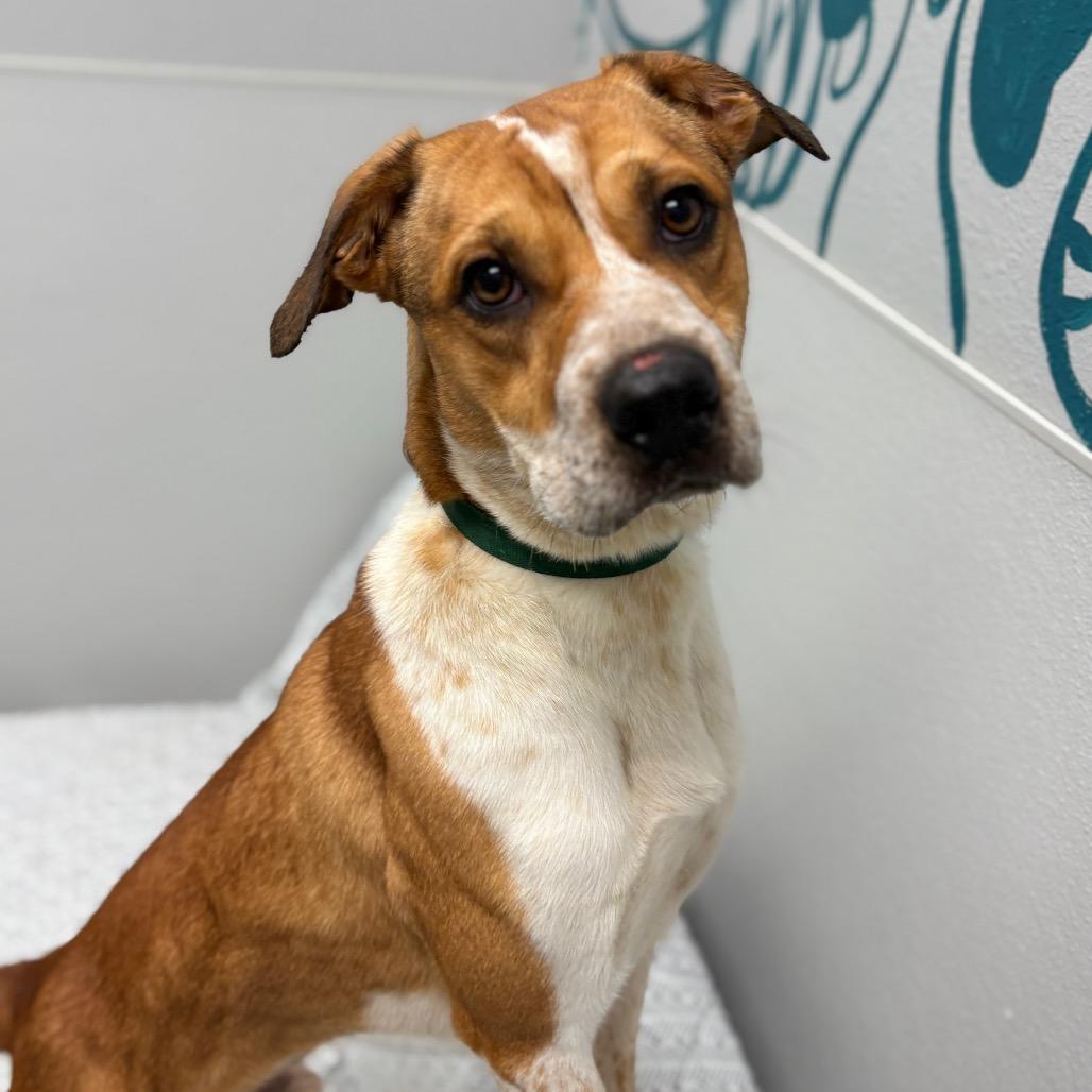Enlarge Archie, a ADOPTABLE mixed breed in Monticello, IA image 4/6
