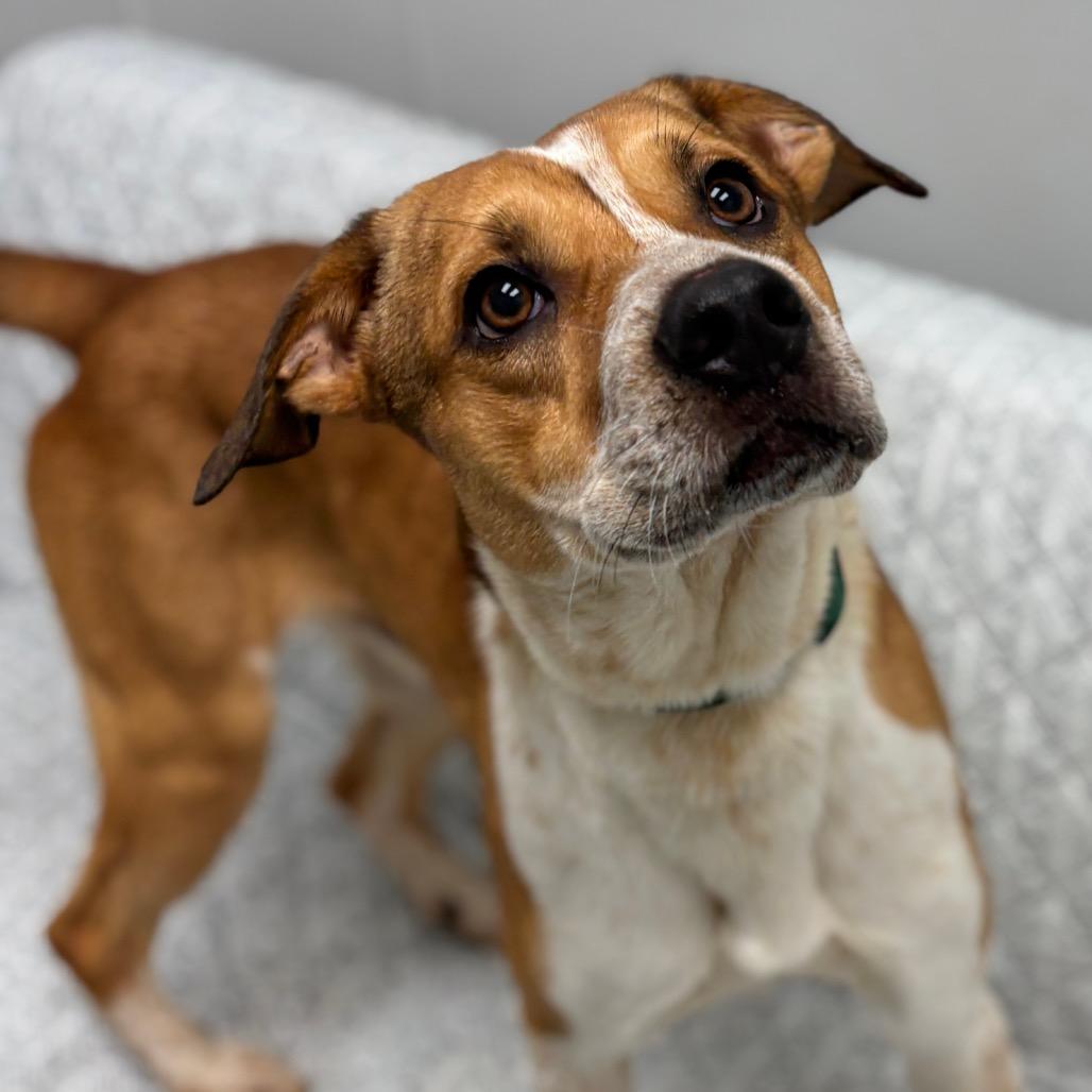 Enlarge Archie, a ADOPTABLE mixed breed in Monticello, IA image 1/6