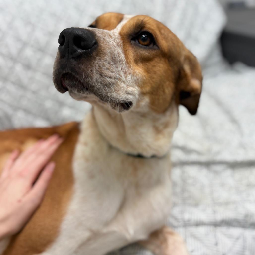 Enlarge Archie, a ADOPTABLE mixed breed in Monticello, IA image 6/6