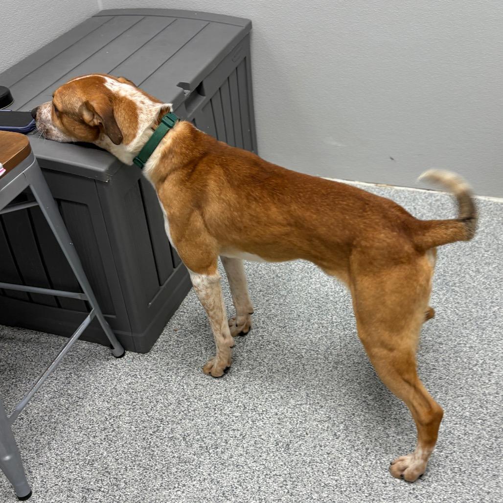 Enlarge Archie, a ADOPTABLE mixed breed in Monticello, IA image 3/6