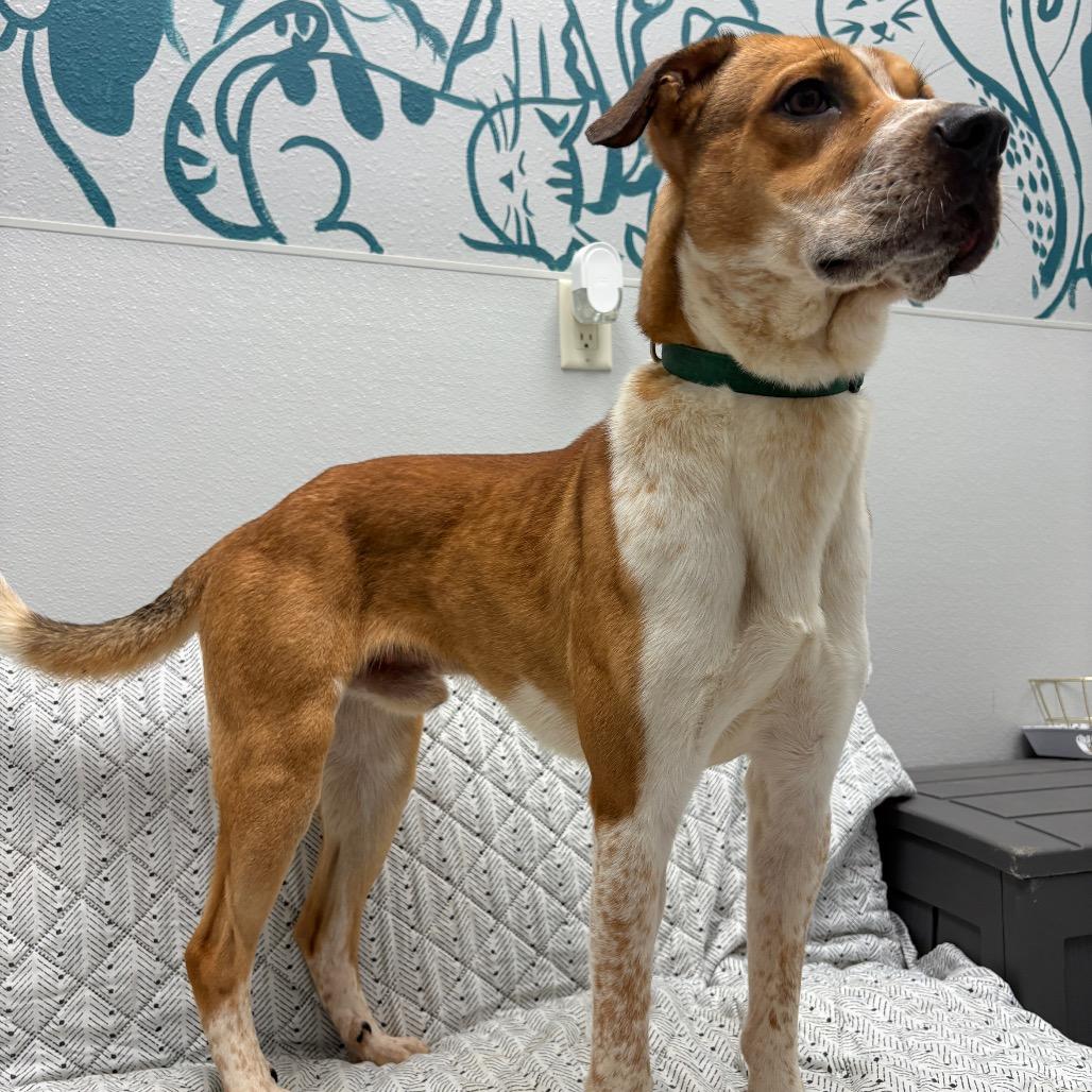 Enlarge Archie, a ADOPTABLE mixed breed in Monticello, IA image 5/6